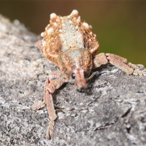 Oxyops fasciculatus at Hall, ACT - 19 Sep 2025 by Harrisi