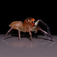 Prostheclina amplior (Orange Jumping Spider) at Acton, ACT - 19 Sep 2025 by TimL