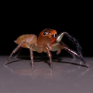 Prostheclina amplior (Orange Jumping Spider) at Acton, ACT - 19 Sep 2025 by TimL