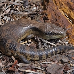Tiliqua scincoides scincoides (Eastern Blue-tongue) at Acton, ACT - 19 Sep 2025 by TimL
