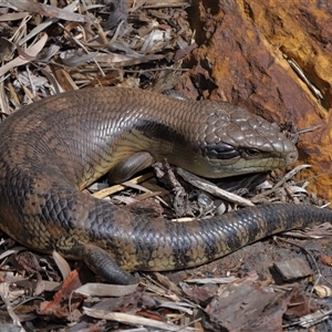 Tiliqua scincoides scincoides (Eastern Blue-tongue) at Acton, ACT - 19 Sep 2025 by TimL