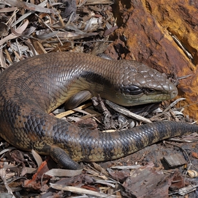 Tiliqua scincoides scincoides (Eastern Blue-tongue) at Acton, ACT - 19 Sep 2025 by TimL