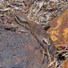 Tiliqua scincoides scincoides at Acton, ACT - suppressed