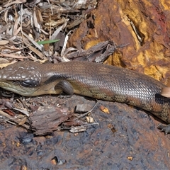 Tiliqua scincoides scincoides at Acton, ACT - suppressed