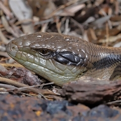 Tiliqua scincoides scincoides at Acton, ACT - suppressed