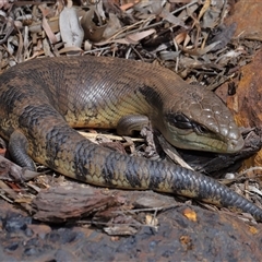 Tiliqua scincoides scincoides at Acton, ACT - suppressed