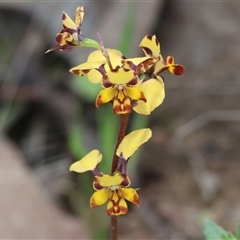 Diuris pardina by KylieWaldon
