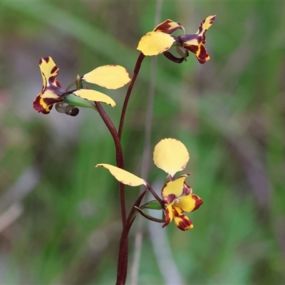 Diuris pardina (Leopard Doubletail) at Chiltern, VIC - 19 Sep 2025 by KylieWaldon