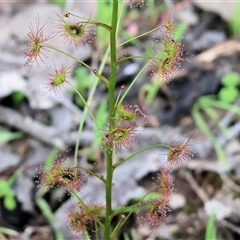 Drosera (genus) at Chiltern, VIC - 19 Sep 2025 by KylieWaldon