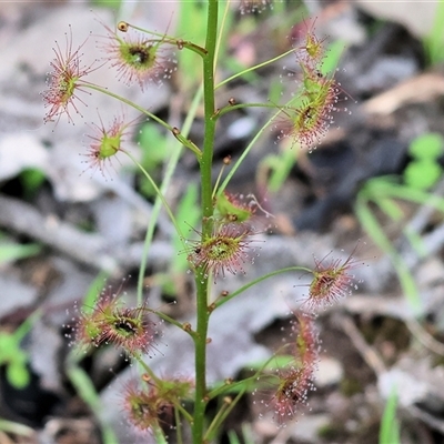 Drosera (genus) at Chiltern, VIC - 19 Sep 2025 by KylieWaldon