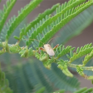 Miridae (family) (Unidentified plant bug) by KylieWaldon