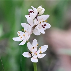 Wurmbea dioica subsp. dioica by KylieWaldon
