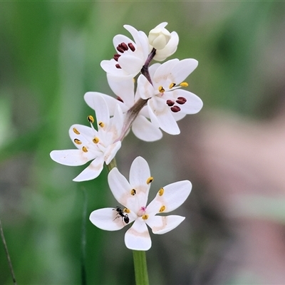 Wurmbea dioica subsp. dioica at  - suppressed by KylieWaldon