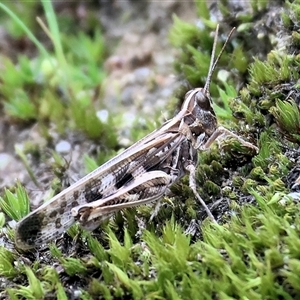 Austroicetes sp. (genus) (A grasshopper) at Chiltern, VIC - 19 Sep 2025 by KylieWaldon