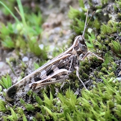 Austroicetes sp. (genus) (A grasshopper) at Chiltern, VIC - 19 Sep 2025 by KylieWaldon