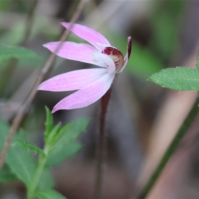 Caladenia fuscata (Dusky Fingers) at Chiltern, VIC - 19 Sep 2025 by KylieWaldon