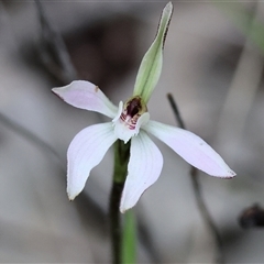 Unverified Orchid by KylieWaldon