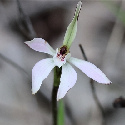 Unverified Orchid at  - suppressed by KylieWaldon