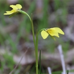Diuris chryseopsis (Golden Moth) at Chiltern, VIC - 19 Sep 2025 by KylieWaldon