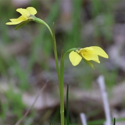 Diuris chryseopsis (Golden Moth) at Chiltern, VIC - 19 Sep 2025 by KylieWaldon