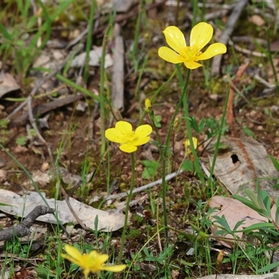 Ranunculus sp. at  - suppressed by KylieWaldon