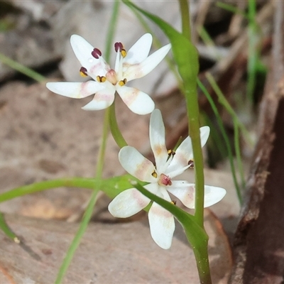 Wurmbea dioica subsp. dioica at  - suppressed by KylieWaldon