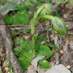 Pterostylis nutans (Nodding Greenhood) at Beechworth, VIC - 19 Sep 2025 by KylieWaldon