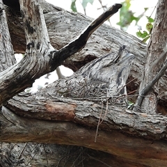 Podargus strigoides (Tawny Frogmouth) at Kambah, ACT - 19 Sep 2025 by LineMarie