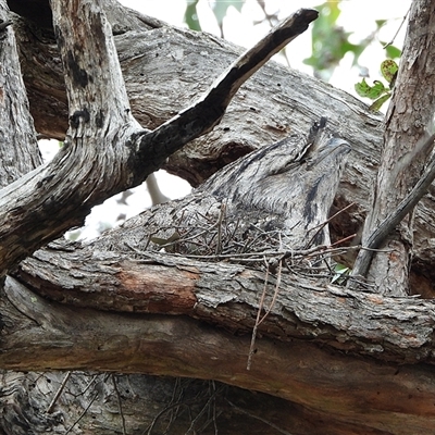 Podargus strigoides (Tawny Frogmouth) at Kambah, ACT - 19 Sep 2025 by LineMarie