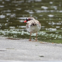 Thinornis melanops (Black-fronted Dotterel) at Coombs, ACT - 19 Sep 2025 by LineMarie