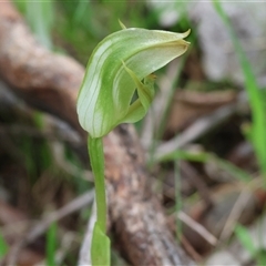 Pterostylis curta (Blunt Greenhood) at Chiltern, VIC - 19 Sep 2025 by KylieWaldon