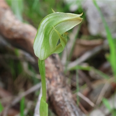 Pterostylis curta (Blunt Greenhood) at Chiltern, VIC - 19 Sep 2025 by KylieWaldon