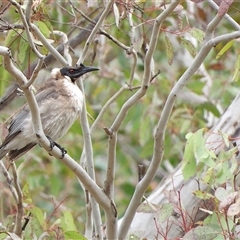 Philemon corniculatus (Noisy Friarbird) at Kambah, ACT - 19 Sep 2025 by LineMarie