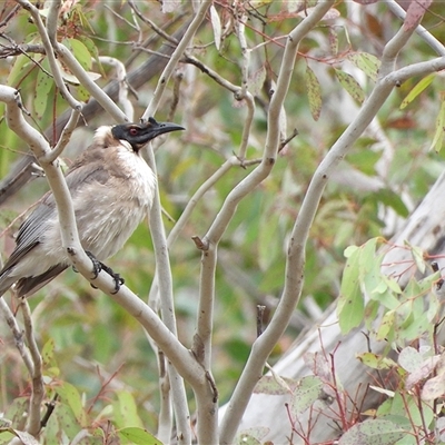 Philemon corniculatus (Noisy Friarbird) at Kambah, ACT - 19 Sep 2025 by LineMarie