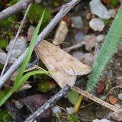 Achyra affinitalis (Cotton Web Spinner, Pyraustinae) at Chiltern, VIC - 19 Sep 2025 by KylieWaldon