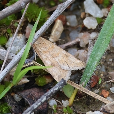 Achyra affinitalis (Cotton Web Spinner, Pyraustinae) at Chiltern, VIC - 19 Sep 2025 by KylieWaldon
