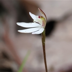 Caladenia fuscata (Dusky Fingers) at Chiltern, VIC - 19 Sep 2025 by KylieWaldon