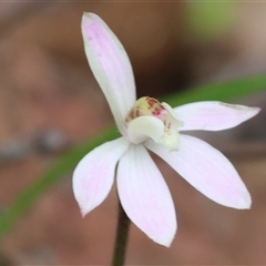 Caladenia fuscata by KylieWaldon
