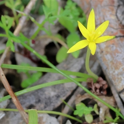 Pauridia vaginata at  - suppressed by KylieWaldon