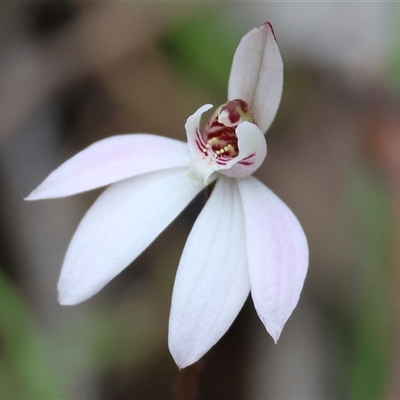 Caladenia fuscata at  - suppressed by KylieWaldon