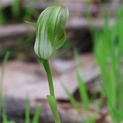 Pterostylis curta (Blunt Greenhood) by KylieWaldon