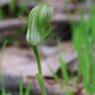 Pterostylis curta (Blunt Greenhood) at  - suppressed by KylieWaldon