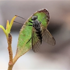 Chrysopilus sp. (genus) (A snipe fly) by KylieWaldon