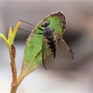 Chrysopilus sp. (genus) (A snipe fly) by KylieWaldon