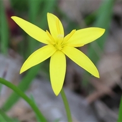 Pauridia vaginata at Beechworth, VIC - 19 Sep 2025 by KylieWaldon