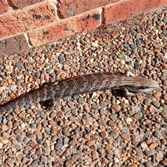 Tiliqua scincoides scincoides (Eastern Blue-tongue) at Jamberoo, NSW - 17 Sep 2025 by plants