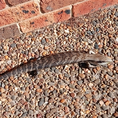 Tiliqua scincoides scincoides (Eastern Blue-tongue) at Jamberoo, NSW - 17 Sep 2025 by plants