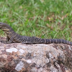 Varanus varius (Lace Monitor) at Cedar Creek, QLD - 6 Mar 2025 by DAdeGroot