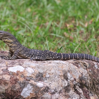Varanus varius (Lace Monitor) at Cedar Creek, QLD - 6 Mar 2025 by DAdeGroot