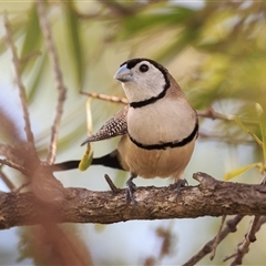 Stizoptera bichenovii (Double-barred Finch) at Cherbourg, QLD - 10 Apr 2025 by DAdeGroot